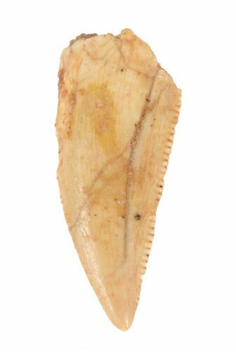 Bargain, Serrated Raptor Tooth - Morocco #62177